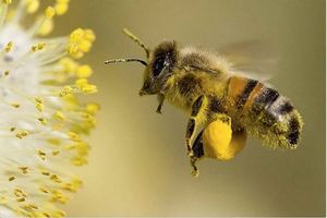 Как долго живут рабочие пчелы?