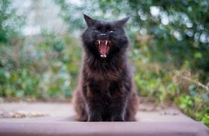 В чем опасность черного кота и другие русские суеверия: как они появились