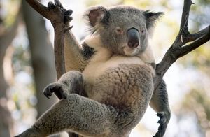 Видео: Почему коалы выбрали самую необычную стратегию для выживания — глупость