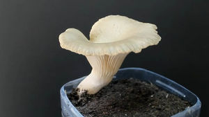 Самый простой и эффективный способ выращивание грибов