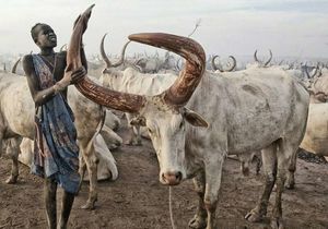 Удивительное племя мундари в Южном Судане считает коров валютой
