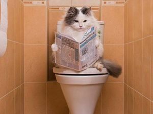  Как приличные котэ ходят в туалет
