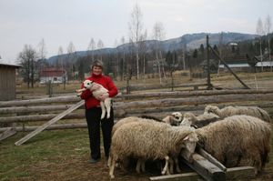 На ферме в Прикарпатье людей лечат общением с овцами