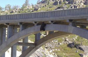 Видео: Медведь провисел на мосту 24 часа, но не отчаялся и дождался помощи