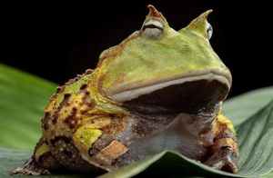Лягушки глотают еду глазами: участки тела, которые животные применяют не по назначению