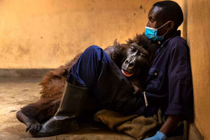 Умирающая горилла трогательно простилась с мужчиной, который спас ее в детстве
