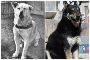 Хатико и еще 5 собак, которые хранили верность хозяину после его смерти