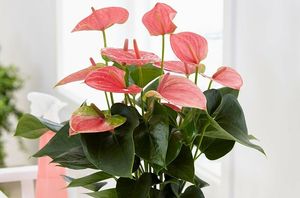 Практичнее, чем букет: 5 красивых комнатных цветов, которые можно подарить на праздник