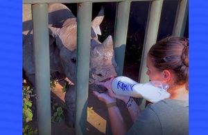 Видео: Женщина приютила малыша-носорога, который остался без мамы