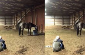 Девушка решила проверить реакцию лошади на плач: 5 удивительных историй о животных