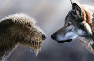 Видео: Почему собака — это далеко не волк