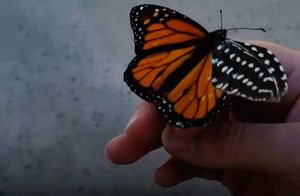 Видео: Девушка попробовала помочь бабочке — приклеила перышко к поврежденному крылу