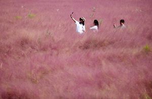 Фото дня: китайский парк в розовых облаках