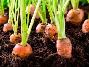 Благоприятные дни для посева моркови под зиму в 2021 году: сроки, когда садить
