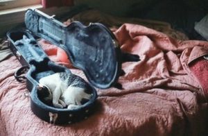 10 фото, доказывающих, что кошки могут спать где угодно