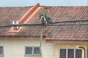 Люди увидели обезьяну, которая сжимала в лапах щенка, и спасли его из лап примата