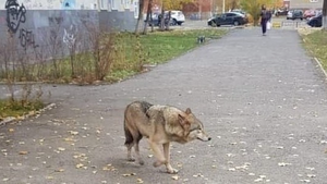Волка заметили на детской площадке в Уфе