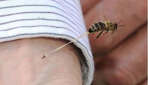 Пасечники советуют: что делать, если кусает пчела