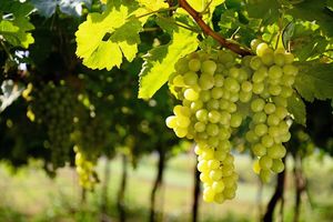Как правильно укрыть виноград на зиму: способы, простые и доступные методы