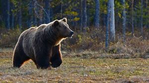 Боксер зарезал ножом медведя-убийцу в Тюменской области