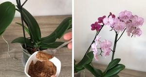 Дайте каждой орхидее по 1 ложке натурального средства, особенно если она давно не цветёт