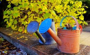 Как поливать плодовые деревья осенью – секреты влагозарядного полива