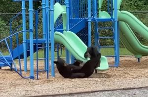 Видео: Медведица учит своего детеныша кататься с горки на детской площадке