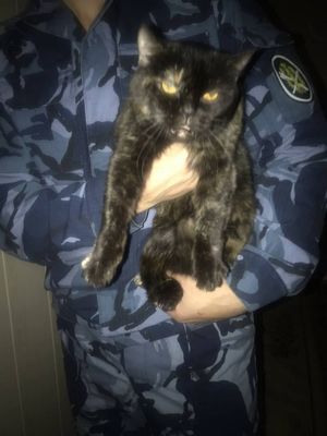  Кот-наркокурьер перехвачен у колонии в Ивановской области
