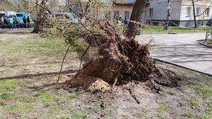 Сильный ветер повалил более 40 деревьев в разных районах Подмосковья