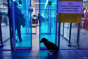 Несчастный пес в аэропорту Минеральные воды