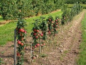 Сорта колоновидных яблонь для климата России и Украины
