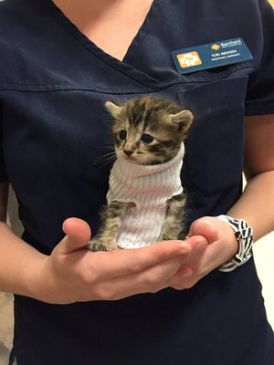 Очаровательный котенок в свитере из носка и спасенный от урагана стал популярным в Сети