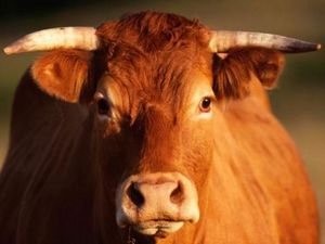 Ученые выяснили функцию рогов у коров