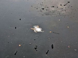 Спас утку из ледяного озера