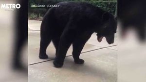 Говорившая по телефону женщина не заметила медведя перед своим носом