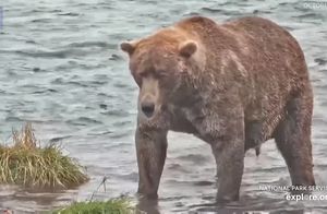 Видео: Бурый медведь на Аляске выиграл конкурс «Самый толстый мишка» в четвертый раз