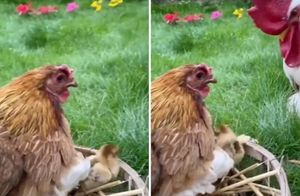 Видео: Курица удивила петуха необычными детенышами