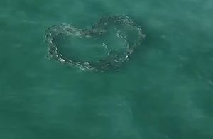 Видео: Когда рыбы плавают в форме сердца — это охота, а не любовь