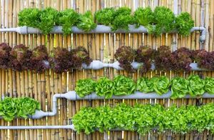 20 восхитительных идей создания вертикального озеленения для украшения дома и садового участка