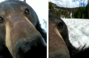 Охотник нашел в лесу камеру и удивился, обнаружив, что видео на нее снимал медведь