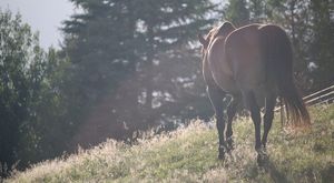 Наездница с перцовым баллончиком напала на мужчину в центре Москвы