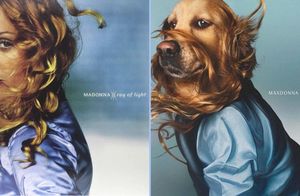 17 фото от пса, который воссоздал культовые фото Мадонны и переплюнул звезду