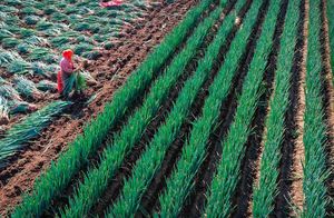 Фото дня: поля зеленого лука в Китае