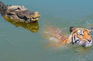Видео: 7 битв животных, в которых более слабые победили крокодила, аллигатора, каймана