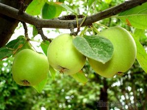 Размножение яблони без прививок