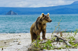 Камчатка. Медведи Курильского озера