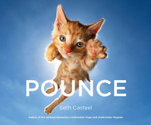Фотографа Сет Кастил и его прыгучие котята, которые поднимут настроение кому угодно