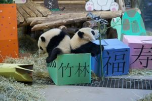 В зоопарке Торонто отметили первый День Рождения панд-близнецов