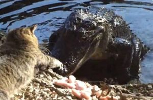 Дерзкая кошка пытается нападать на крокодила — волнующее видео