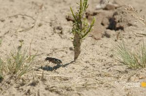 Видео: Флэш в мире насекомых — это тигровый жук, который обладает суперскоростью
